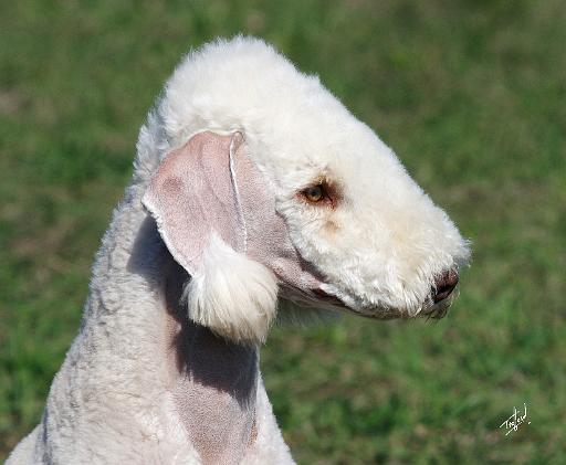 Bedlington Terrier AF061D-022.JPG